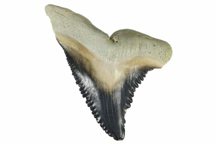 Fossil Shark Tooth (Hemipristis) - Bone Valley, Florida #113813